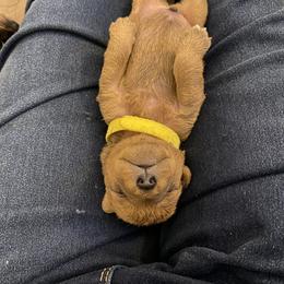 Schnoodle Puppies from Noodle Tings Puppies