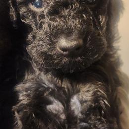 Aussiedoodle Puppies from My Classy Doodles