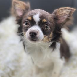 Cricket - Chihuahua