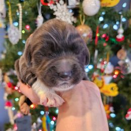 Girl 2 - Gray female Newfoundland puppy in Ohio from Vermillion Newfoundlands