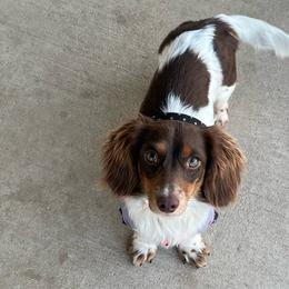 Bella - Dachshund