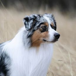 Stein - Australian Shepherd