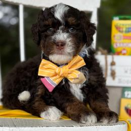 Blue - Tri-color male Bernedoodle puppy in Hesperia, Michigan from Red Acres Poodles & Doodles