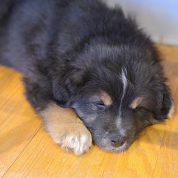 Australian Shepherd Puppies from Whitfarm Aussies