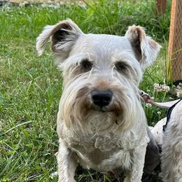 Wolfie - Miniature Schnauzer