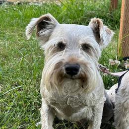 Wolfie - Miniature Schnauzer
