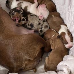 Dachshund Puppies from Witchy Woman’s Wiener’s