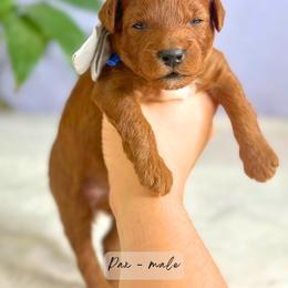 Pax - Red  male Goldendoodle puppy in Atlanta, Georgia from Teddy Puppies
