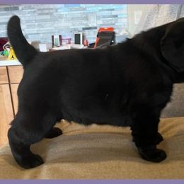 Labrador Retriever Puppies from Montview Labradors