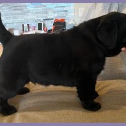 Labrador Retriever Puppies from Montview Labradors