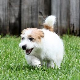 Russell Terriers from Brightjacks Shortiejacks