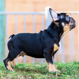 French Bulldog Puppies from Cloud 9 French Bulldogs
