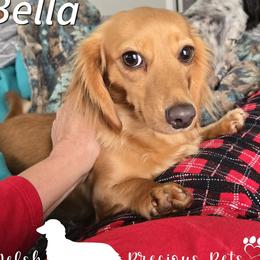 Bella - Dachshund