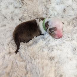 Gaston - Red merle male Miniature Australian Shepherd puppy in Bend, Oregon from Wonderland Aussies
