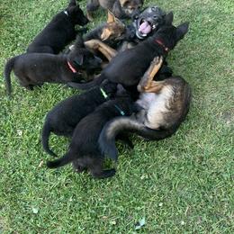German Shepherds from Vom Jazzigen Haus