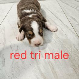 Mys m2 - Black tri-color male Australian Shepherd puppy in Arbela, Missouri from County Line Aussies
