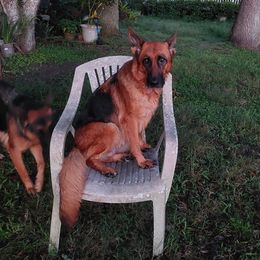Lina - German Shepherd