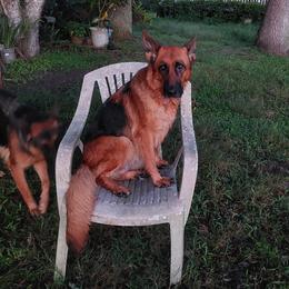 Lina - German Shepherd
