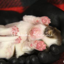 Dachshund Puppies from Pasek Kennels