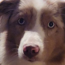 Sailor - Miniature Australian Shepherd