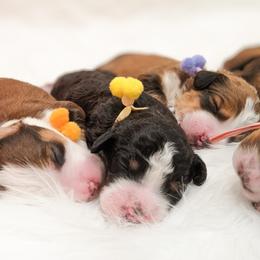 Bernedoodle, Goldendoodle, and Poodle Puppies from Teddy Doodles & Standard Poodles
