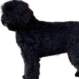 Affenpinscher, Barbet, and Tibetan Terrier All Grown Up from Gemms Kennels Tibetan Terriers