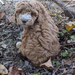 Cockapoo Puppies from Cano Cockapoos