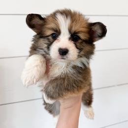 Laurie - Purple (Fluffy) - Sable male Pembroke Welsh Corgi puppy in Milan, Georgia from Williams’ Welsh Corgis LLC
