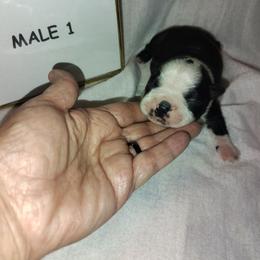 Male 1 - Black and white male Boston Terrier puppy in Headland, Alabama from Crystal Carlisle's Boston Terriers