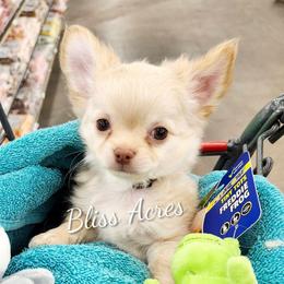 Lenox - Cream and white male Chihuahua puppy in Ponca City, Oklahoma from Bliss Acres Farm
