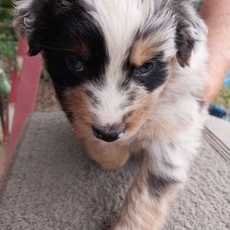 King - Blue merle male Australian Shepherd puppy in Cherry Grove, Oregon from TLC Dream and Pureland Australian Shepherds
