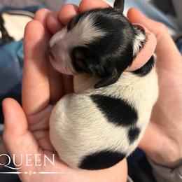 Dachshund Puppies from 208 Dox Dynasty
