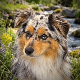Jinx - Miniature Australian Shepherd