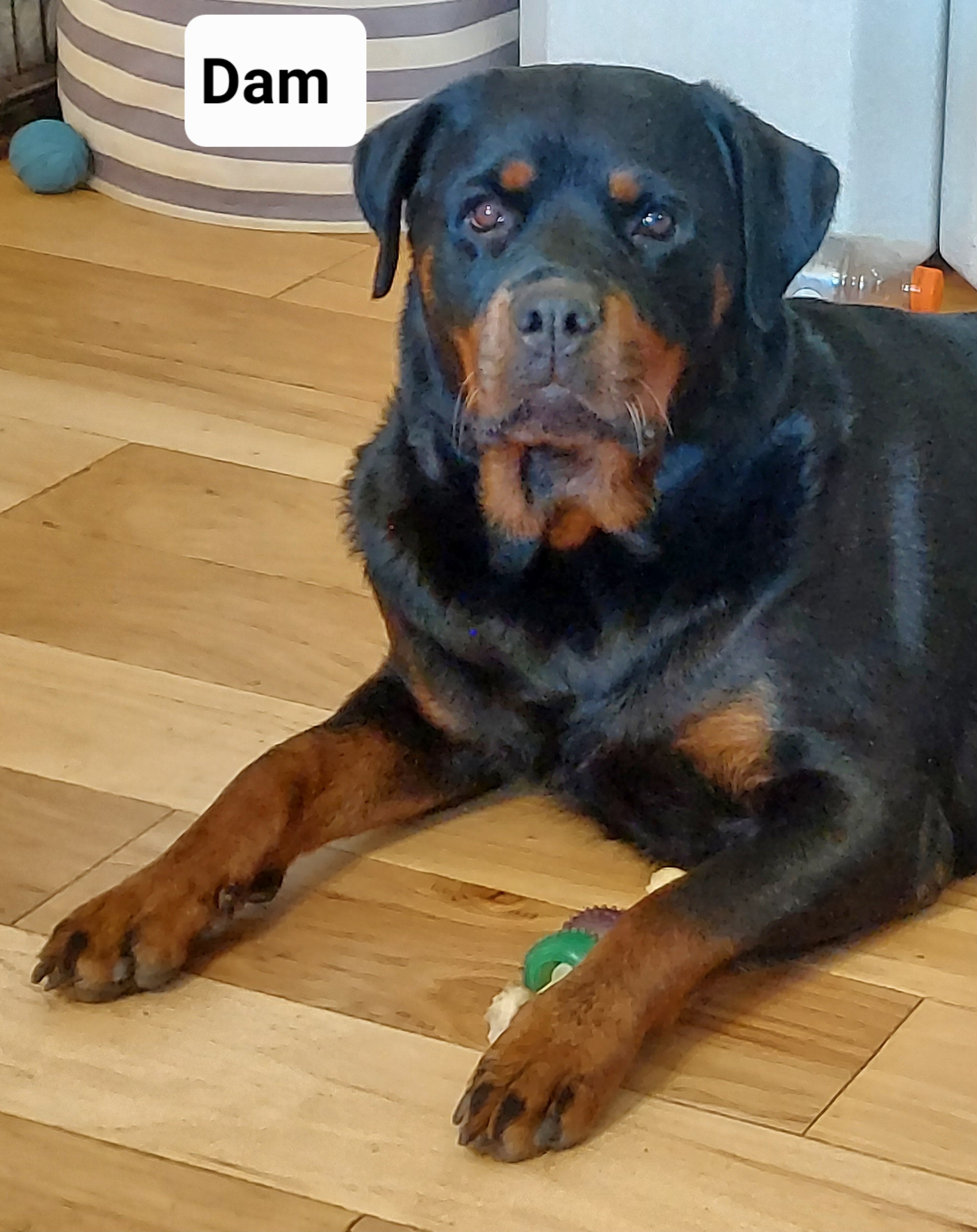 Rottweilers from Kennel vom Hause Locher