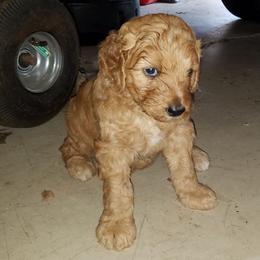 Goldendoodle Puppies from South Paw Doodles