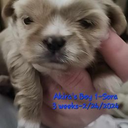 Sora - Liver and white Shih Tzu puppy in Mount Morris, Michigan from Gone 2 the Dawgs