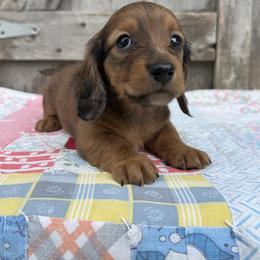 Calder - Dapple male Dachshund puppy in Squires, Missouri from Hudson’s Hounds