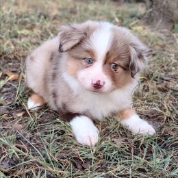Gus - Red merle male Miniature Australian Shepherd puppy in Muskogee, Oklahoma from Tagalong Lane Australian shepherds