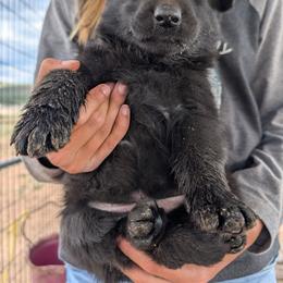 Red - Black male German Shepherd puppy in Luna, New Mexico from Von De León German Shepherds