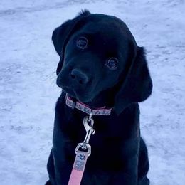 Labrador Retrievers from Last Frontier Labradors