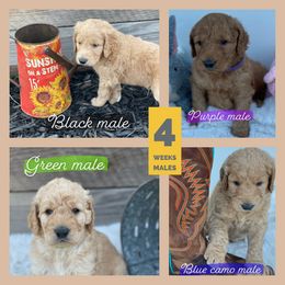 Border Collie and Goldendoodle Puppies from That’s My Doodle