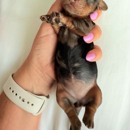 Dachshund Puppies from Breakfast Club Dachshunds