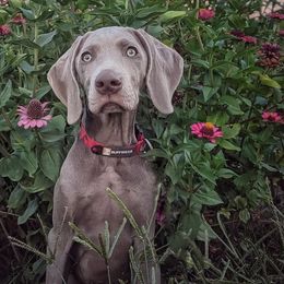 Weimaraners from Velocity Weimaraners