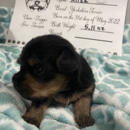 Yorkshire Terrier Puppies from K’s Yorkies