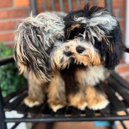 Australian Mountain Doodles, Bernedoodles, and Cavapoos from Boxwood Doodles