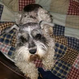 Miniature Schnauzer Puppies from Krystle's Miniature Schnauzers