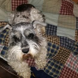 Miniature Schnauzer Puppies from Krystle's Miniature Schnauzers