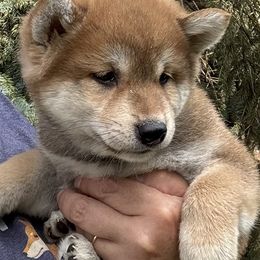 Little Jo - Red male Shiba Inu puppy in Winthrop, Minnesota from Kayobi Shibas