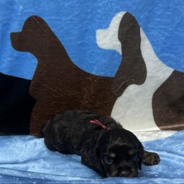 Red collar - Brown and tan male Cocker Spaniel puppy in Cleveland, Ohio from Buckeye Country Kennel
