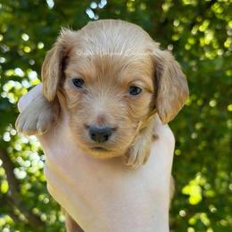 Rusty - Red male Dachshund puppy in South Webster, Ohio from Griffith’s Gorgeous Dachshunds